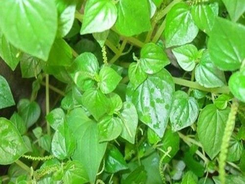 Một số nước trên thế giới còn dùng toàn bộ cây càng cua để chữa ho, sốt cao, làm lành vết thương, hạ cholesterol... Mỗi ngày bạn nên dùng 100 đến 200g rau tươi hoặc lấy nước chiết cô đặc chia nhiều lần uống trong ngày.