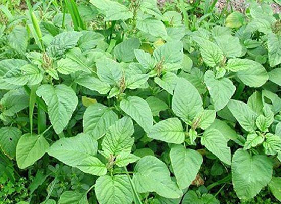 Rau dền dại có vị ngọt, tính mát, có tác dụng lợi tiểu, sát trùng, giải độc. Trong lá rau chứa hàm lượng vitamin A, B, C, PP, nhiều protid đặc biệt là lysin với hàm lượng cao hơn bắp, lúa mì và đậu tương.