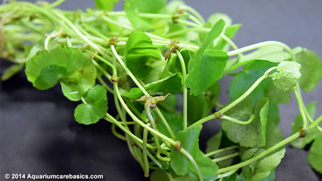 Rau má cũng là loại rau mọc dại có nhiều tác dụng tốt cho sức khỏe. Theo các sách thuốc cổ, rau má có vị đắng, tính hàn, vào được ba kinh Can, Tỳ và Thận, có công dụng thanh nhiệt lợi thấp, tiêu thũng giải độc.