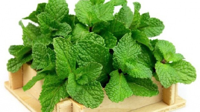 Bạn cũng có thể sử dụng thảo mộc như bạc hà, húng quế và rau mùi để giữ cho răng và nướu sạch sẽ. Chất diệp lục trong thảo mộc sẽ khử mùi trong cơ thể dẫn đến hơi thở tươi mát hơn.