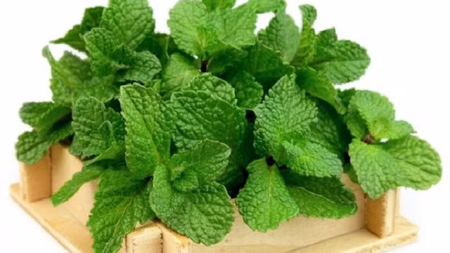 Bạn cũng có thể sử dụng thảo mộc như bạc hà, húng quế và rau mùi để giữ cho răng và nướu sạch sẽ. Chất diệp lục trong thảo mộc sẽ khử mùi trong cơ thể dẫn đến hơi thở tươi mát hơn.