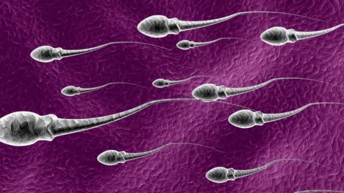 Cần ít nhất 2 tháng để tạo ra "con giống": Theo khảo sát, trong 1 giây có thể giải phóng ra 1500 tinh binh nhưng phải mất 2,5 tháng để tinh binh trưởng thành trong tinh hoàn. Ảnh: Internet.