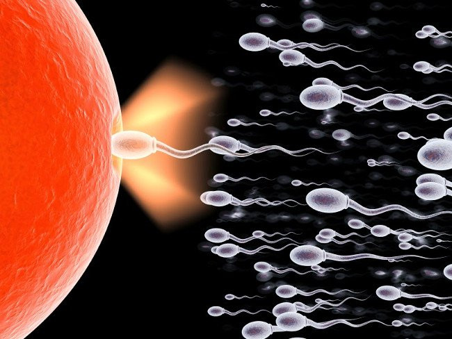 "Tinh binh" và "tinh dịch" không phải là một: Thực tế các tế bào tinh binh chỉ là một phần của tinh dịch. Tinh dịch là một hỗn hợp chứa fructose (một loại đường) và proteolytic (nhóm enzym phân hủy), cùng với các enzym khác, để bổ sức cho hành trình của tinh binh.