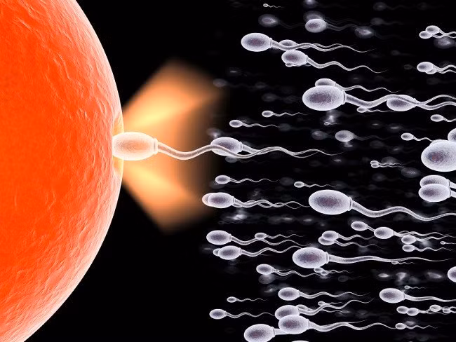 "Tinh binh" và "tinh dịch" không phải là một: Thực tế các tế bào tinh binh chỉ là một phần của tinh dịch. Tinh dịch là một hỗn hợp chứa fructose (một loại đường) và proteolytic (nhóm enzym phân hủy), cùng với các enzym khác, để bổ sức cho hành trình của tinh binh.