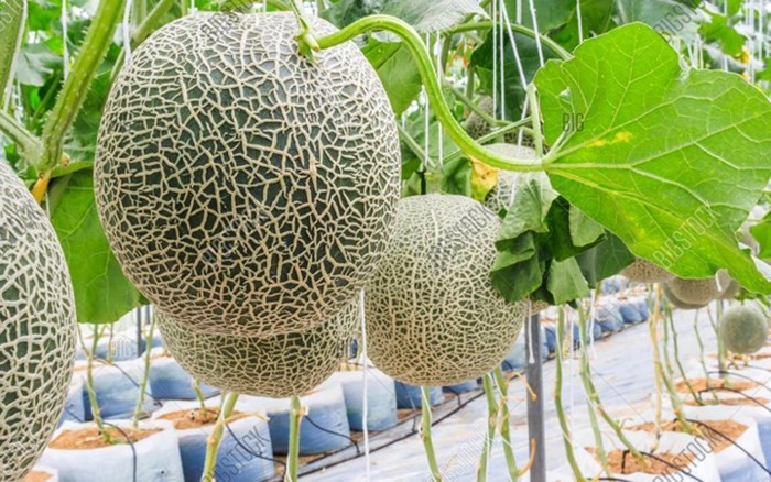 Dưa lưới là loại trái cây bổ dưỡng và hoàn toàn có thể trống ngay trên chính sân thượng với kỹ thuật trồng không hề phức tạp. (Ảnh: Happytrade)