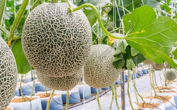 Dưa lưới là loại trái cây bổ dưỡng và hoàn toàn có thể trống ngay trên chính sân thượng với kỹ thuật trồng không hề phức tạp. (Ảnh: Happytrade)