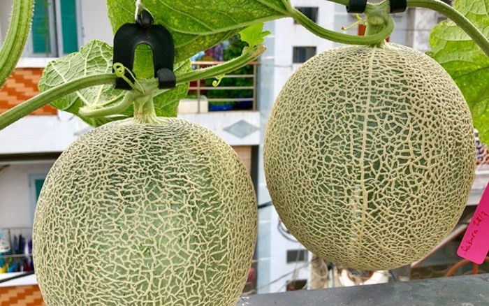 Chủ nhân khu vườn giúp cây đậu quả bằng cách thụ phấn nhân tạo.(Ảnh: Đời sống & Pháp lý)