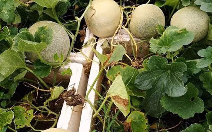 Vườn dưa lưới trên sân thượng 50m2 này có khoảng 40 quả. (Ảnh: VietnamNet)