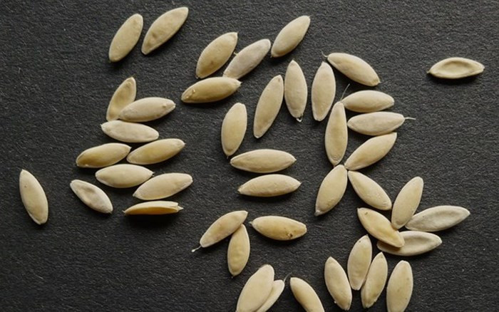 Cũng giống như các loại cây khác, dưa lưới cũng có khá nhiều loại giống khác nhau mang lại hiệu quả và năng suất khác nhau. (Ảnh: Happytrade)