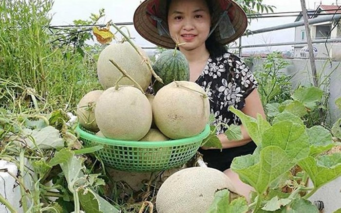 Mùa này, "siêu nông dân" thu hoạch được gần 1 tạ dưa lưới trên sân thượng. (Ảnh: VietnamNet)
