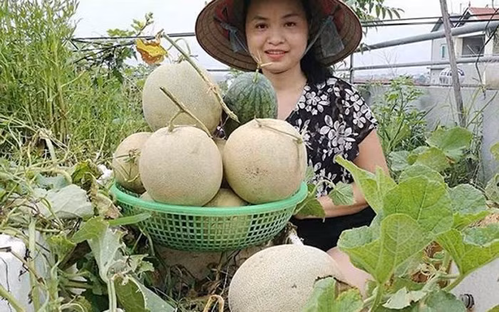 Mùa này, "siêu nông dân" thu hoạch được gần 1 tạ dưa lưới trên sân thượng. (Ảnh: VietnamNet)