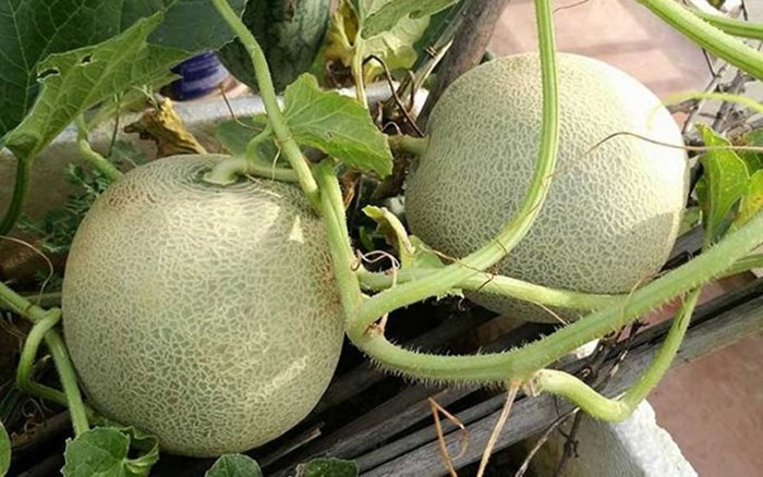 Chỉ trồng 30 cây dưa lưới ruột xanh trên sân thượng tầng 5 hơn 50 m2, sau 2 tháng rưỡi, chị Linh Lâm Phong (Gia Lâm, Hà Nội) đã thu được gần 1 tạ dưa lưới sạch. (Ảnh: VietnamNet)