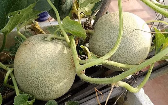 Chỉ trồng 30 cây dưa lưới ruột xanh trên sân thượng tầng 5 hơn 50 m2, sau 2 tháng rưỡi, chị Linh Lâm Phong (Gia Lâm, Hà Nội) đã thu được gần 1 tạ dưa lưới sạch. (Ảnh: VietnamNet)