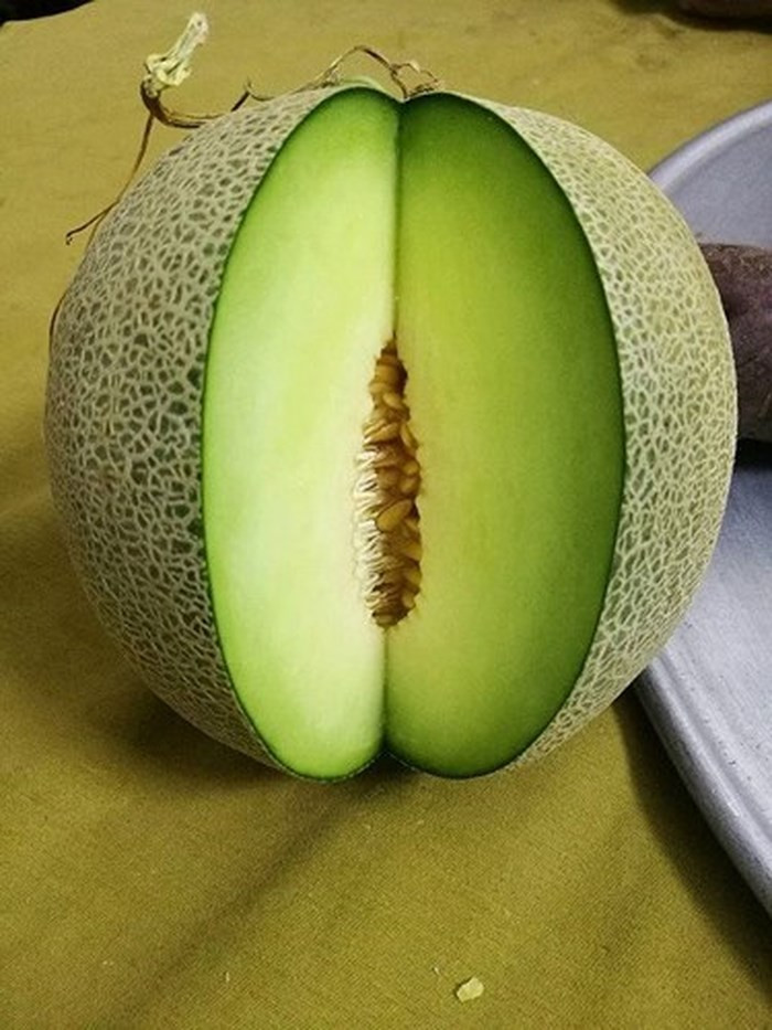 Giống dưa lưới ruột xanh này vừa sai quả, ăn lại ngọt, thơm lừng. (Ảnh: VietnamNet)