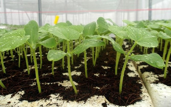 Có thể ươm hạt ở một khu vực nhất định sau đó chuyển ra khu đất định trồng. Khi cây được khoảng 28cm, bắt đầu làm giàn cho cây. Khoảng 8 tuần sau khi cây nảy mầm, lúc này dưa lưới đã cao từ 2,4m, đây là thời điểm cây bắt đầu ra hoa và đậu trái. (Ảnh: Happytrade)