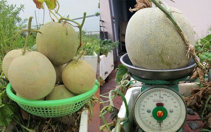 Mỗi quả trung bình nặng khoảng 2,5kg. (Ảnh: VietnamNet)