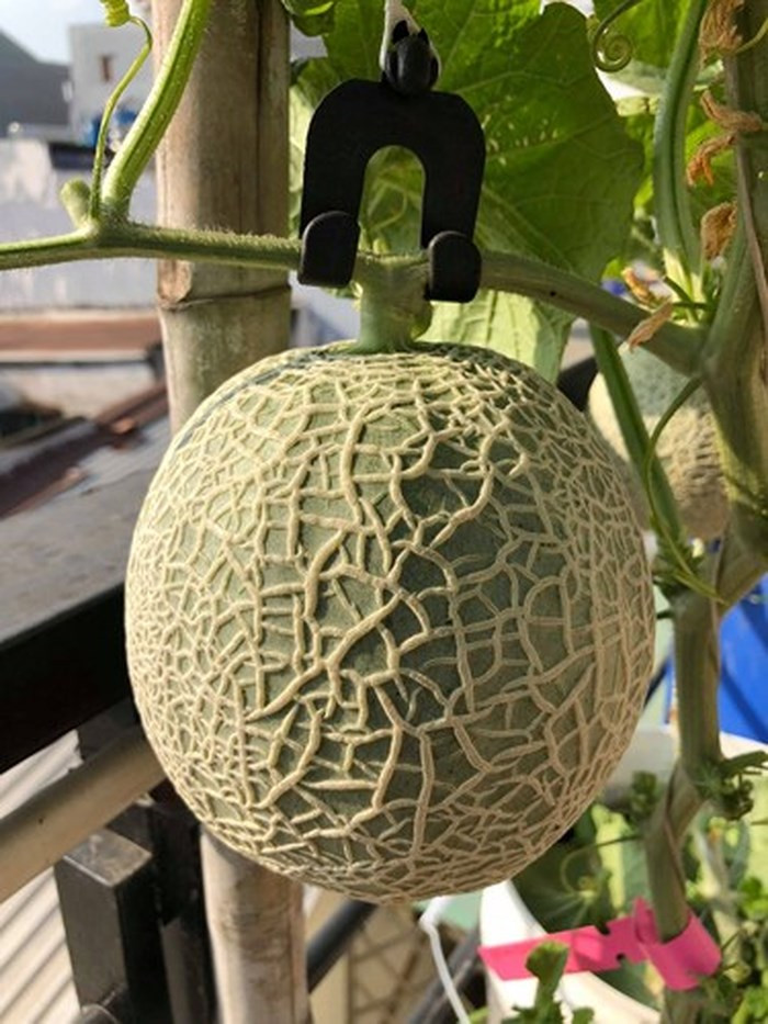 Chủ khu vườn xinh xắn này cho biết, vào mùa hè thường dành một khoảng diện tích nhất định trên sân thượng để trồng dưa. (Ảnh: Đời sống & Pháp lý)