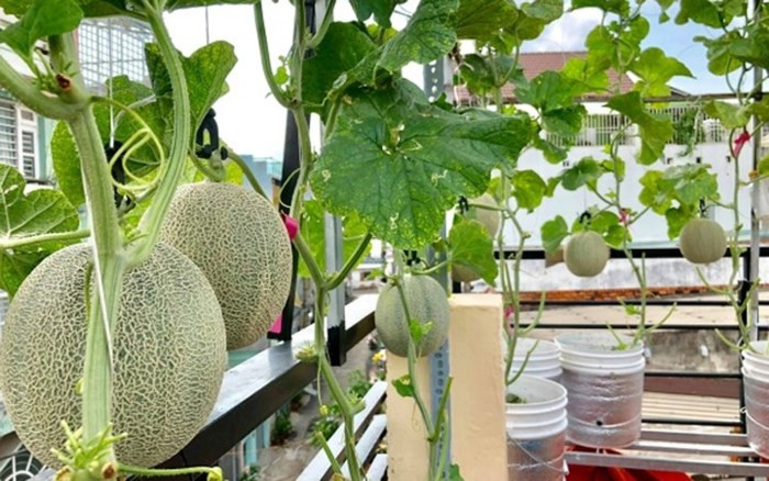 Một nhân viên của Cảng hàng không Quốc tế Tân Sơn Nhất Kinh cũng trồng dưa lưới sai trĩu quả trên sân thượng ở nhà riêng tại TP HCM. (Ảnh: Đời sống & Pháp lý)