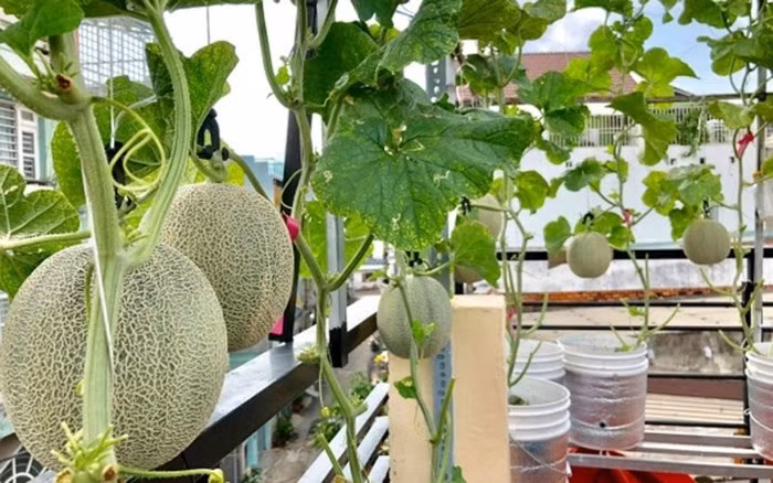 Một nhân viên của Cảng hàng không Quốc tế Tân Sơn Nhất Kinh cũng trồng dưa lưới sai trĩu quả trên sân thượng ở nhà riêng tại TP HCM. (Ảnh: Đời sống & Pháp lý)