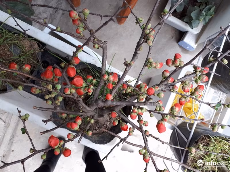 Nụ và hoa đều ở các cành, mỗi cây có kiểu dáng khác nhau phù hợp với thị hiếu của nhiều người.