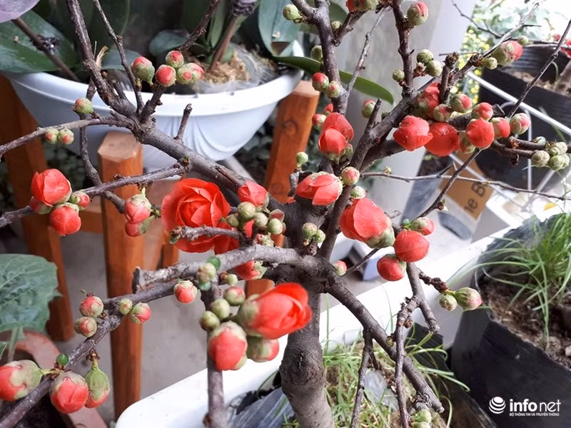 Mai đỏ có giá từ vài trăm ngàn đồng/cây, tùy cửa hàng và tùy từng thời điểm mua cây, vì càng giáp Tết giá càng tăng.