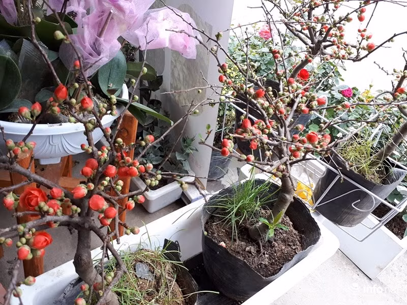 Chủ cửa hàng “Vườn xinh” ở Minh Khai (Hai Bà Trưng, Hà Nội) cho biết, cây hoa mai đỏ “lạ mắt” này có xuất xứ từ Trung Quốc.