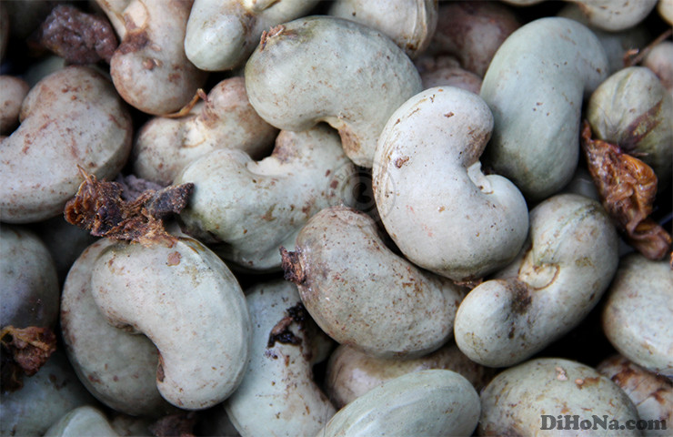 Ở trạng thái sống, hạt điều chứa urishol - một chất độc cũng được tìm thấy ở cây trường xuân.