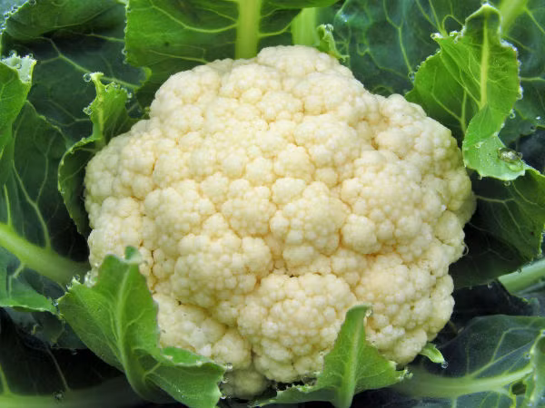 Súp lơ trắng cũng giàu vitamin C và các khoáng chất như protein, canxi, vitamin K, kali và phốt pho.