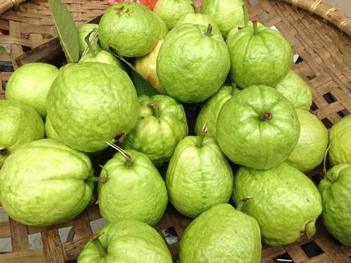 Ổi có chứa vitamin C cao gấp 5 lần so với một quả cam có cùng kích thước, đây là hợp chất có lợi trong việc bảo vệ da. Ảnh: Internet.