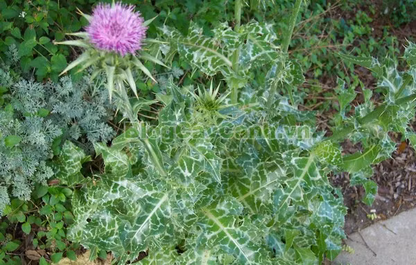 Cây kế sữa cũng là một trong những thành phần có chức năng giải độc gan nhiễm mỡ tốt nhất. Bạn có thể tự pha chế trà cây kế sữa từ hạt của chúng.