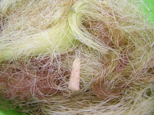 Râu bắp là vị thuốc dân gian giúp giải độc gan rất được ưa chuộng, đơn giản vì râu bắp dễ kiếm ở nông thôn và thường được bán khá rẻ.