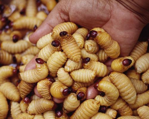 Đuông dừa hay ấu trùng Sago: Đối với nhiều người, những ấu trùng nhung nhúc, béo tròn là nỗi ám ảnh mỗi khi nhìn thấy nhưng với người dân Bali ở Indonesia, đây chính là một món đặc sản. Nhiều du khách khi được mời ăn muốn đuông dừa hay ấu trùng Sago đều có cảm giác rùng mình sợ hãi.