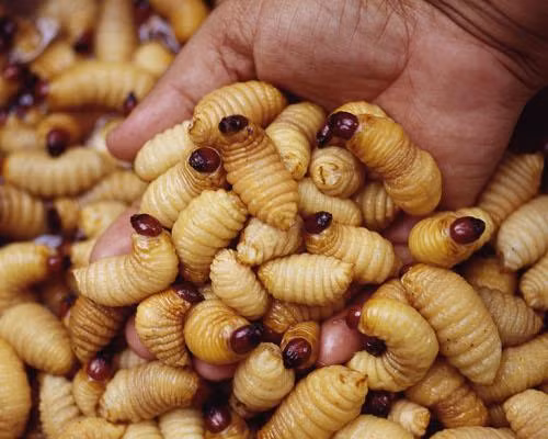 Đuông dừa hay ấu trùng Sago: Đối với nhiều người, những ấu trùng nhung nhúc, béo tròn là nỗi ám ảnh mỗi khi nhìn thấy nhưng với người dân Bali ở Indonesia, đây chính là một món đặc sản. Nhiều du khách khi được mời ăn muốn đuông dừa hay ấu trùng Sago đều có cảm giác rùng mình sợ hãi.