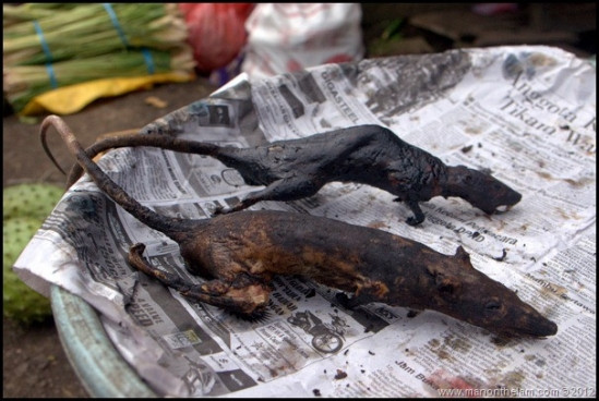 Kawok: Kawok chính là món đặc sản Indonesia có phần kinh dị. Người ta chế biến kawok từ những con chuột đuôi trắng được làm sạch, chặt bỏ đuôi, nấu cùng hành, rau mùi, sả, ớt, lá chanh, hạt Goraka, nghệ và cùi dừa.