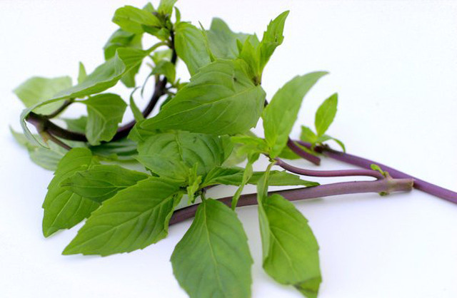 Húng quế là một phương thuốc cổ xưa chữa đau cổ họng, ho và cảm lạnh.