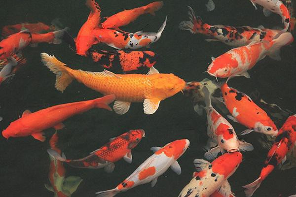 Ngat ngay ngam ho ca Koi Nhat Ban gan 10 ty tai Viet Nam-Hinh-7