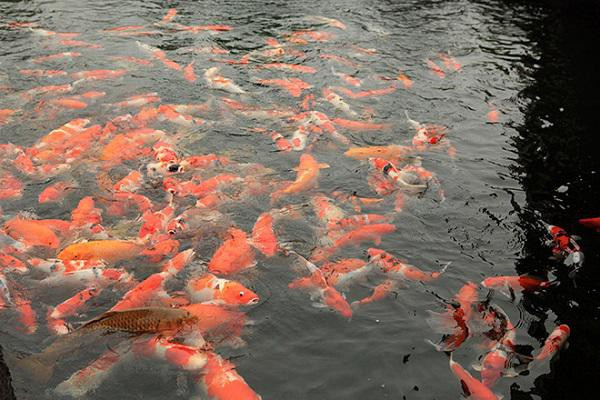 Ngat ngay ngam ho ca Koi Nhat Ban gan 10 ty tai Viet Nam-Hinh-5