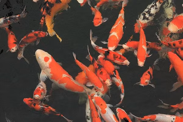 Ngat ngay ngam ho ca Koi Nhat Ban gan 10 ty tai Viet Nam-Hinh-6