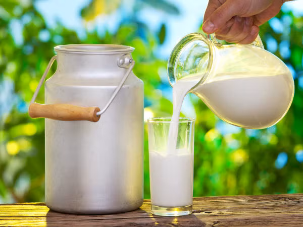 Uống nhiều sữa nguyên chất giúp cung cấp đầy đủ vitamin D cho cơ thể và giữ cho hệ xương khỏe mạnh.