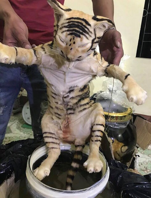 Một trong hai cá thể hổ trên xe khách 51B-17537 từ TP HCM ra Hà Nội.