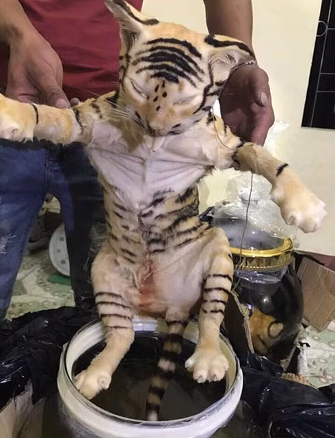 Một trong hai cá thể hổ trên xe khách 51B-17537 từ TP HCM ra Hà Nội.