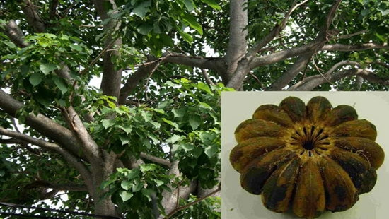 Cây ngô đồng được trồng nhiều tại các trường học ở Nghệ An.