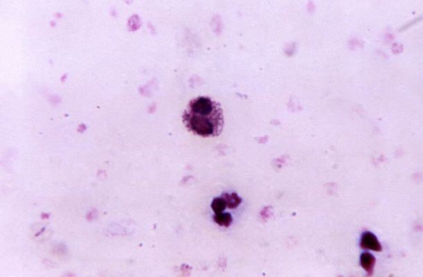 Ngược lại, muỗi bị thu hút ít nhất với những người nhóm máu A.