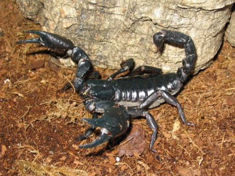 Người quen tay thường thấy tảng đá nào khả nghi liền lật đá sang một bên, thò tay vào miệng hang và kẹp liền một con bò cạp. Bò cạp bắt về thường được ngâm vào thau một vài hôm cho sạch bụng sau đó mới đem ra chế biến.