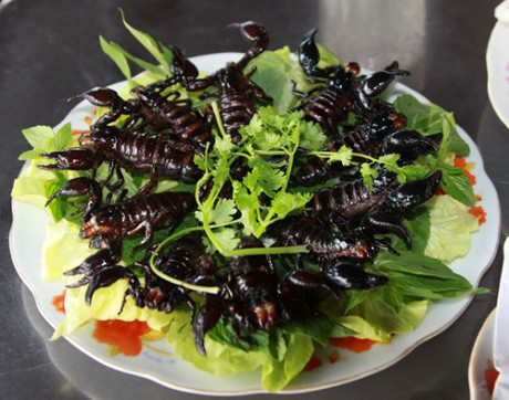Đối với người dân vùng Bảy Núi, bò cạp là động vật vừa có thể làm thuốc trị bệnh vừa có thể chế biến thành nhiều món ăn ngon, bổ dưỡng.