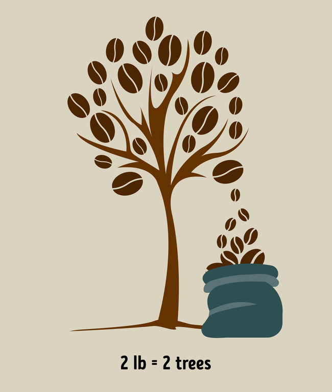 Cà phê được sản xuất như thế nào: Để sản xuất 0,9kg cà phê, bạn cần thu hoạch 2 cây. Một cây cà phê mọc trong khoảng 3 năm trước khi bạn có thể thu hoạch nó.