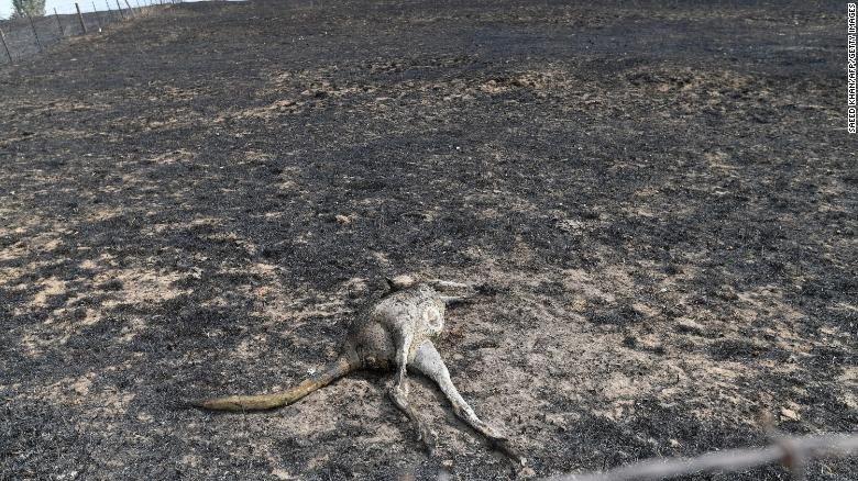 Một chú kangaroo chết trong trang trại ở Batlow.