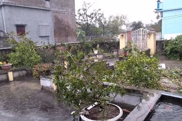 Một người dân ở xã Quang Lịch cho biết, do ảnh hưởng mưa lớn nên hệ thống điện bị cắt để đảm bảo an toàn. Hầu hết người dân không ai ra đường vì mưa quá to. Ảnh: Các chậu cảnh chơi tết không còn nguyên vẹn do mưa lớn.