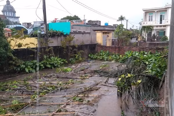 Tại huyện Kiến Xương, tỉnh Thái Bình sáng nay tiếp tục mưa lớn, kèm theo gió giật mạnh khiến nhiều cây cối bị đổ rạp. Ảnh: Mưa lớn kèm theo gió mạnh khiến cây cối đổ rạp.