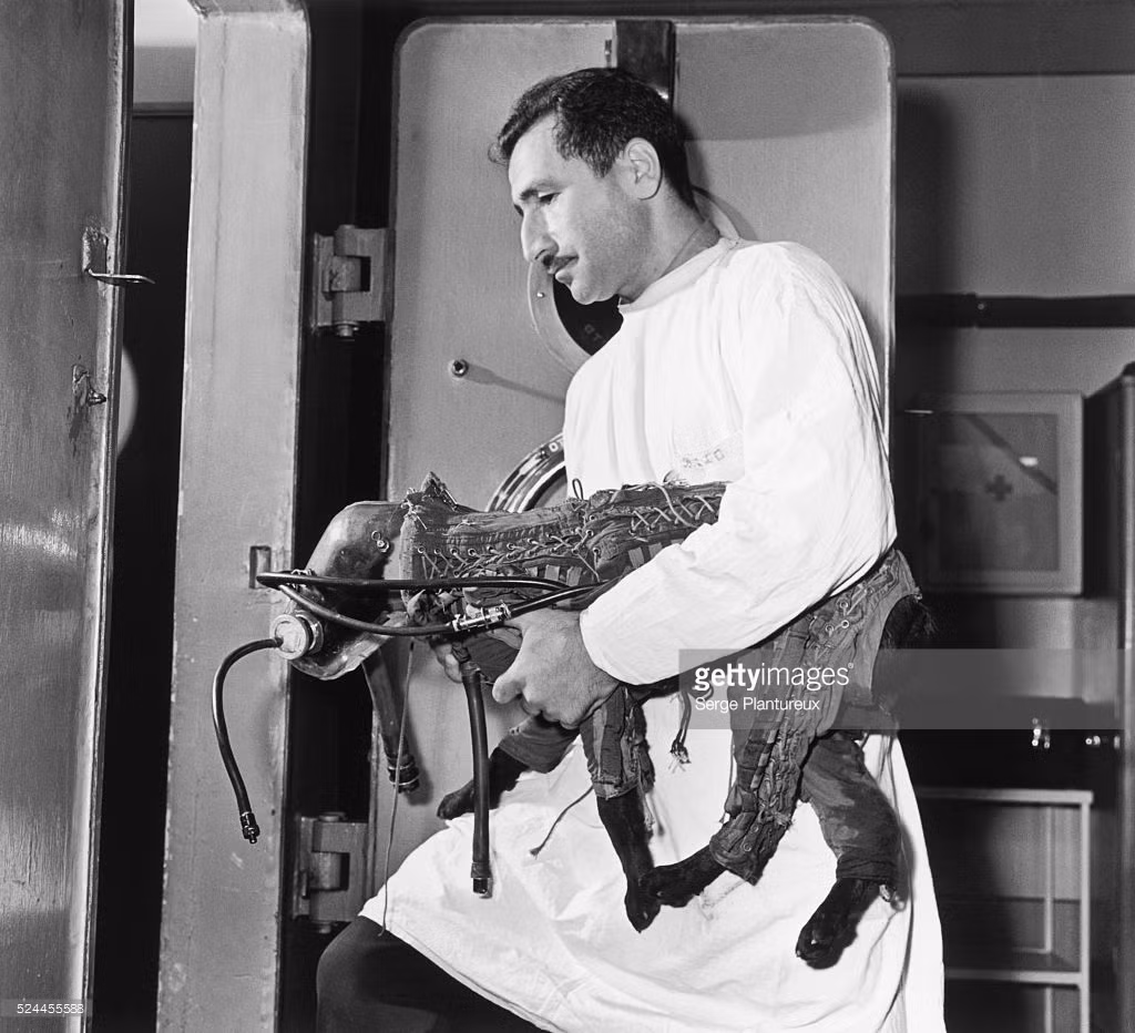 Chú chó Laika trong cuộc kiếm tra bộ đồ du hành vũ trụ trước khi được đưa lên không gian, Liên Xô năm 1957. Ảnh: Getty.